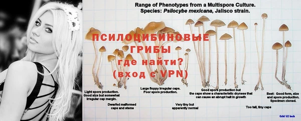 эйфоретик Осинники